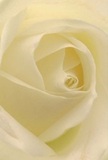 This close perspective sweeps you straight into the velvety core of a cream-white rose, as if caught within its curled embrace. Each petal unfurls with a delicate grace that mirrors the gentle mornings found along Harlow's River Stort. Soft luminosity bathes the bloom, while subtle shadows curl between the folds, drawing the eye deeper-a gentle drama that brings peace to mind. The effect is quietly uplifting, inspiring thoughts of heartfelt gestures and serene beginnings. Seen through the eyes of a local Harlow florist, this rose is pure reverence-a dignified symbol for expressing sympathy, admiration, or marking transitions. There's a suggestion of sweet, understated fragrance, lingering just out of reach. Crafted with care shaped by years serving the Harlow community, the rose's intricate spiral and immaculate texture narrate a story of artistry and affection, perfect for commemorating the most significant moments in local lives.